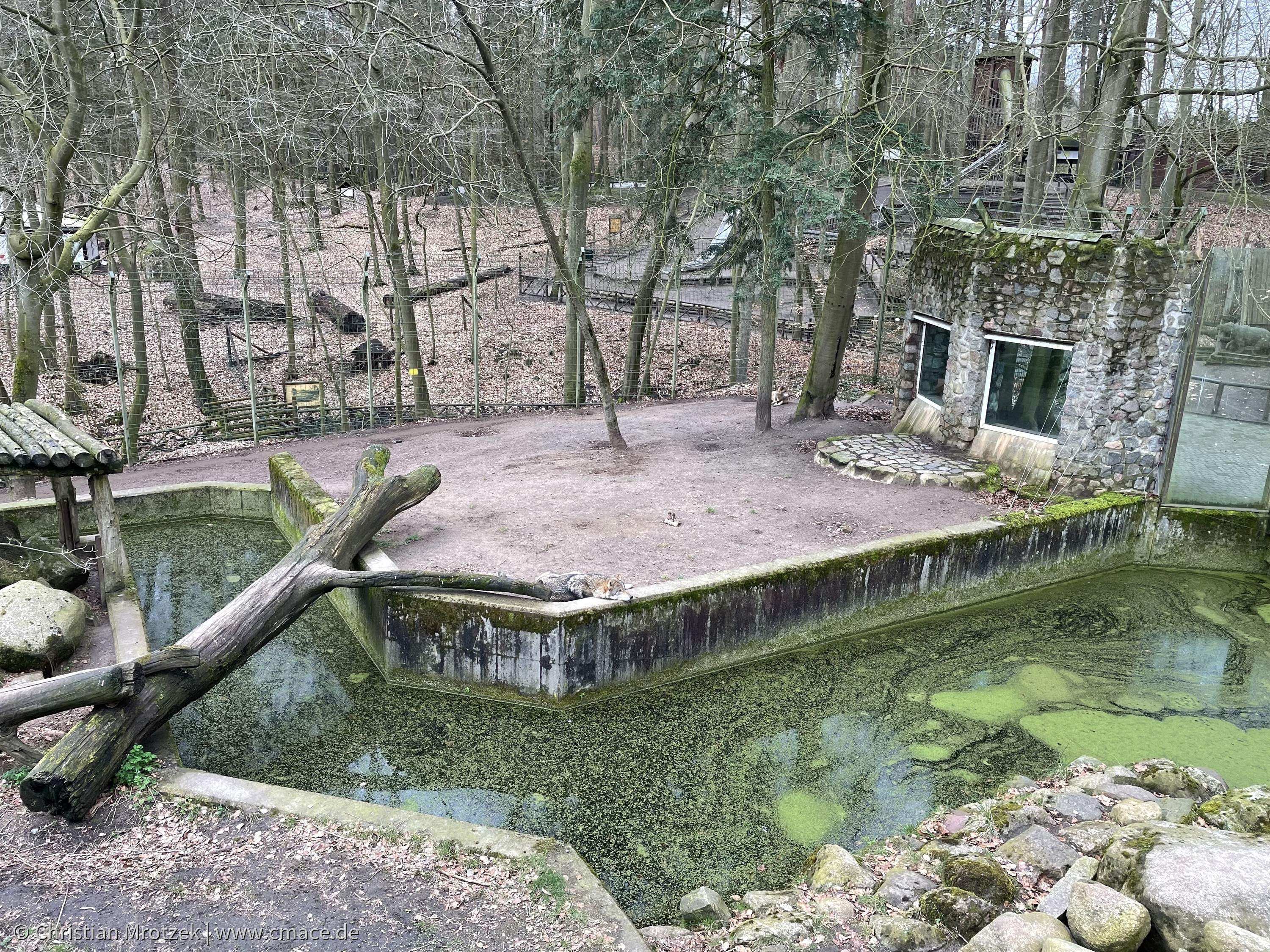 Wölfe im Zoo Eberswalde