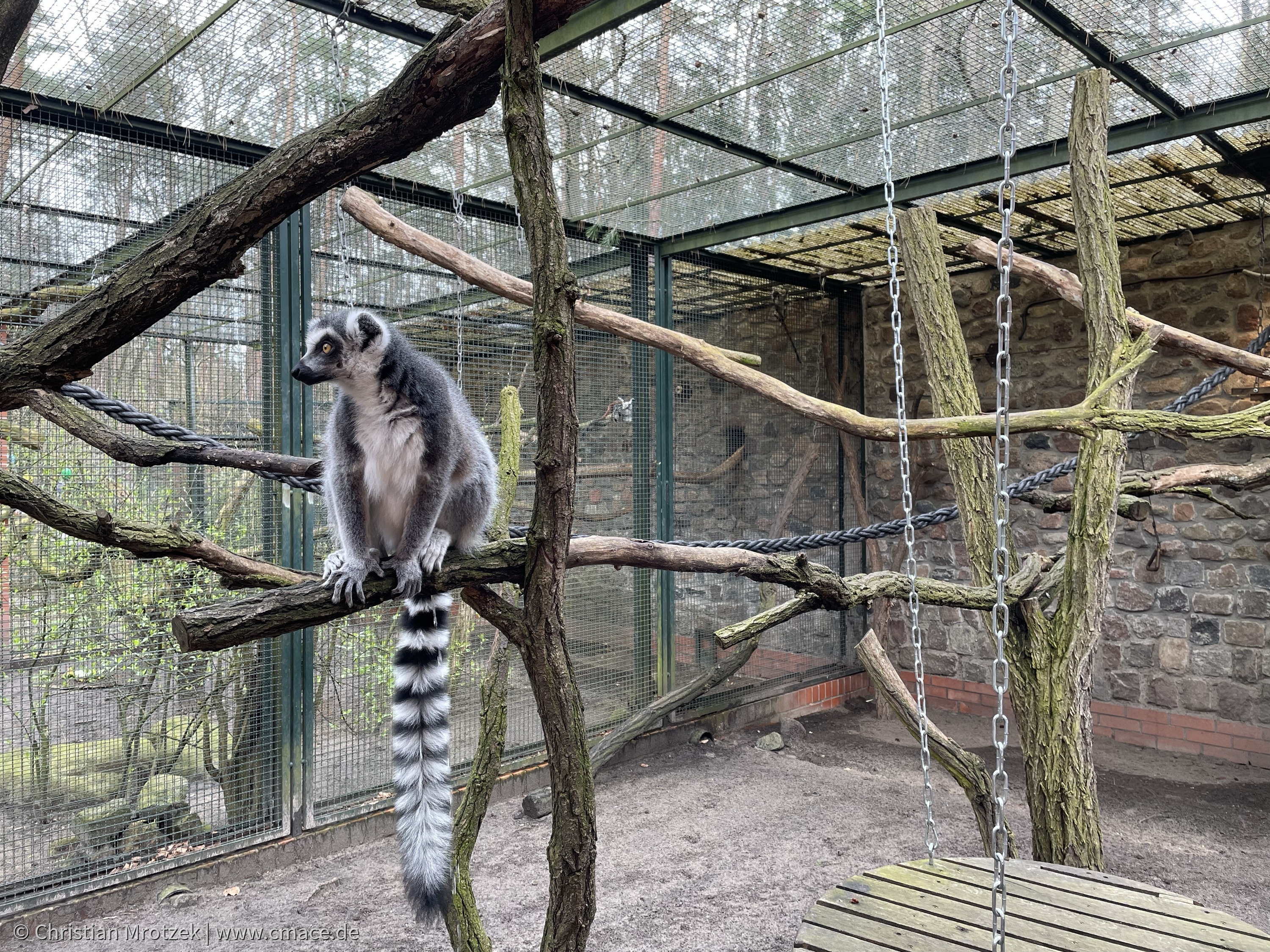 Katta / Lemur im Zoo Eberswalde