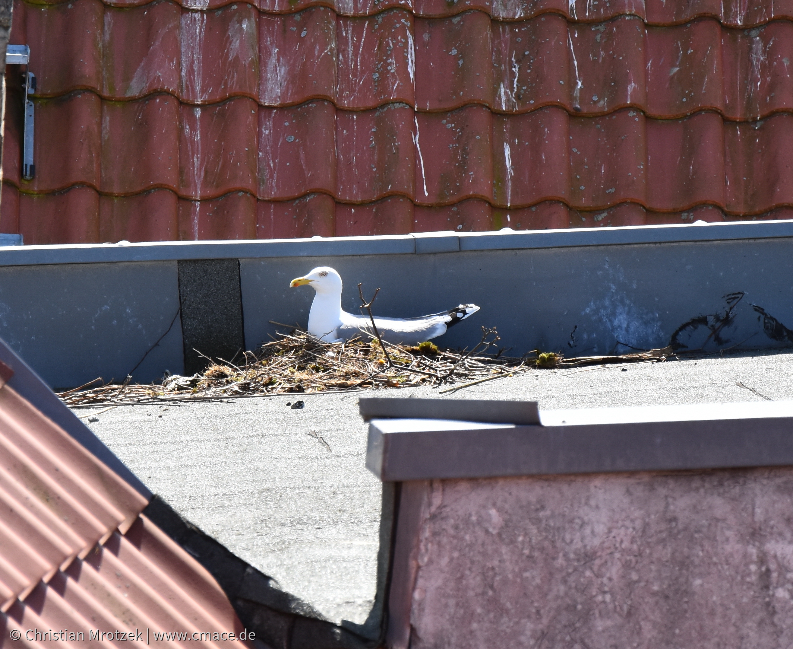 Möwe auf ihrem Nistplatz