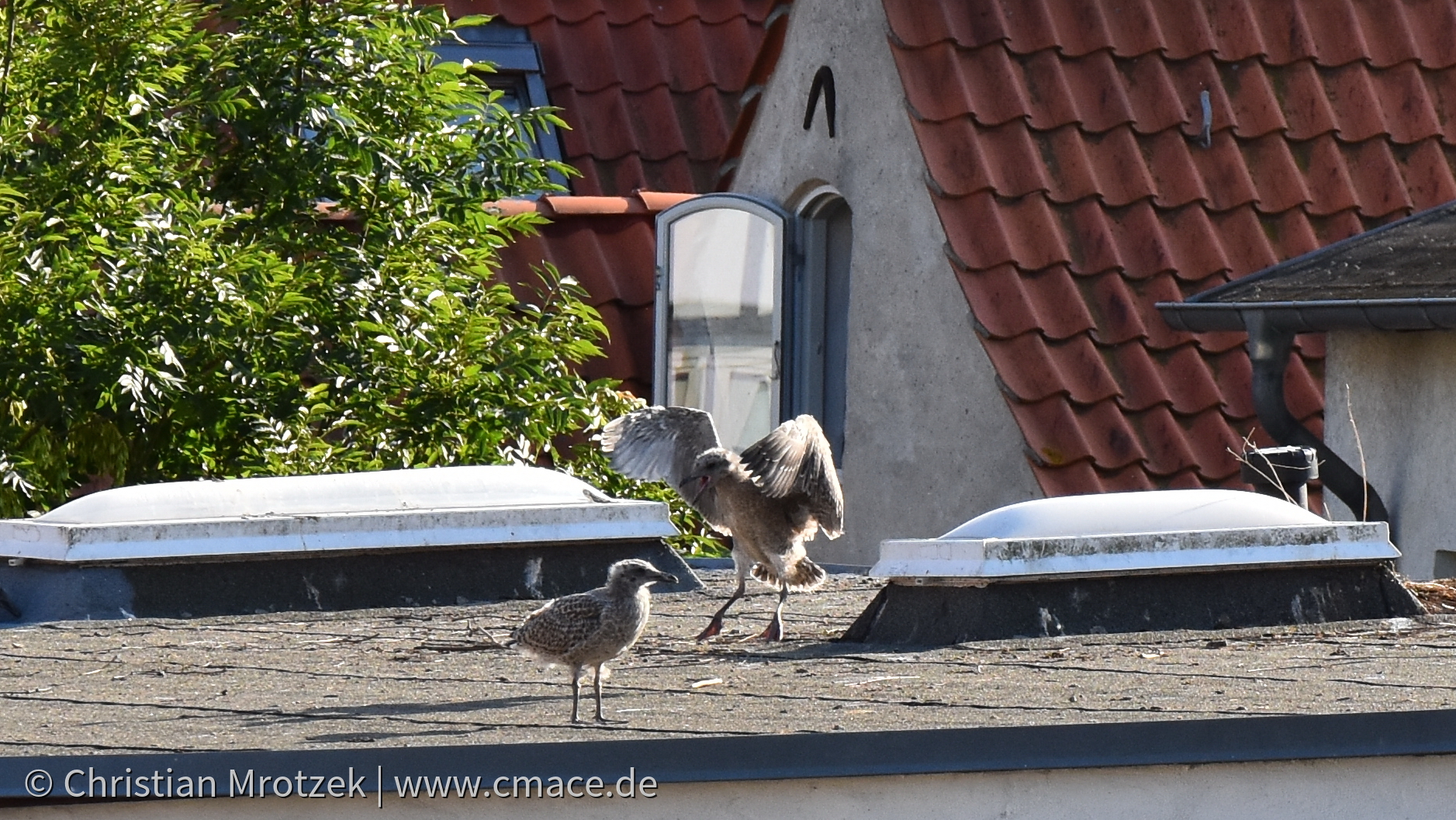 Erste Flugversuche auf Nistplatz 2