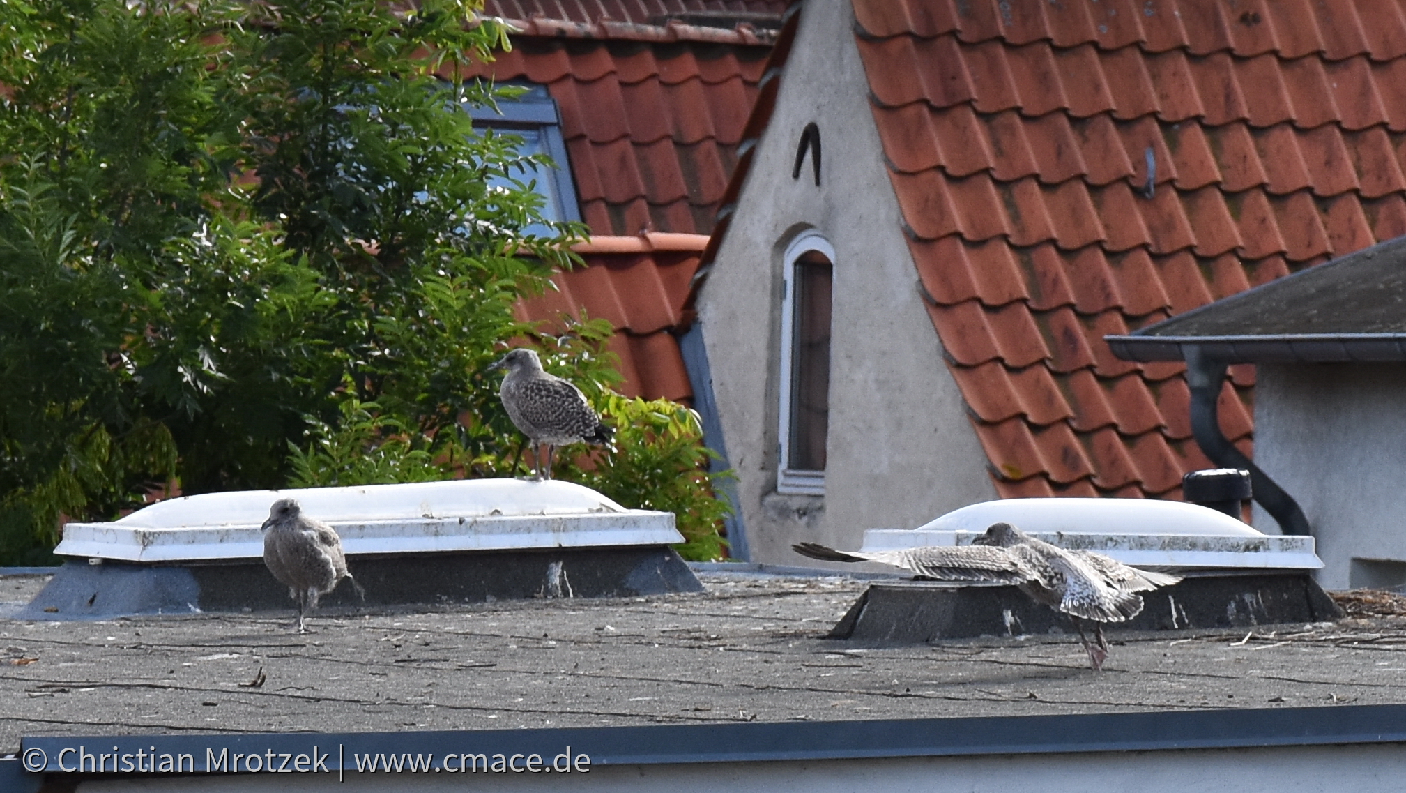 Weitere Flugversuche (Nistplatz 2)