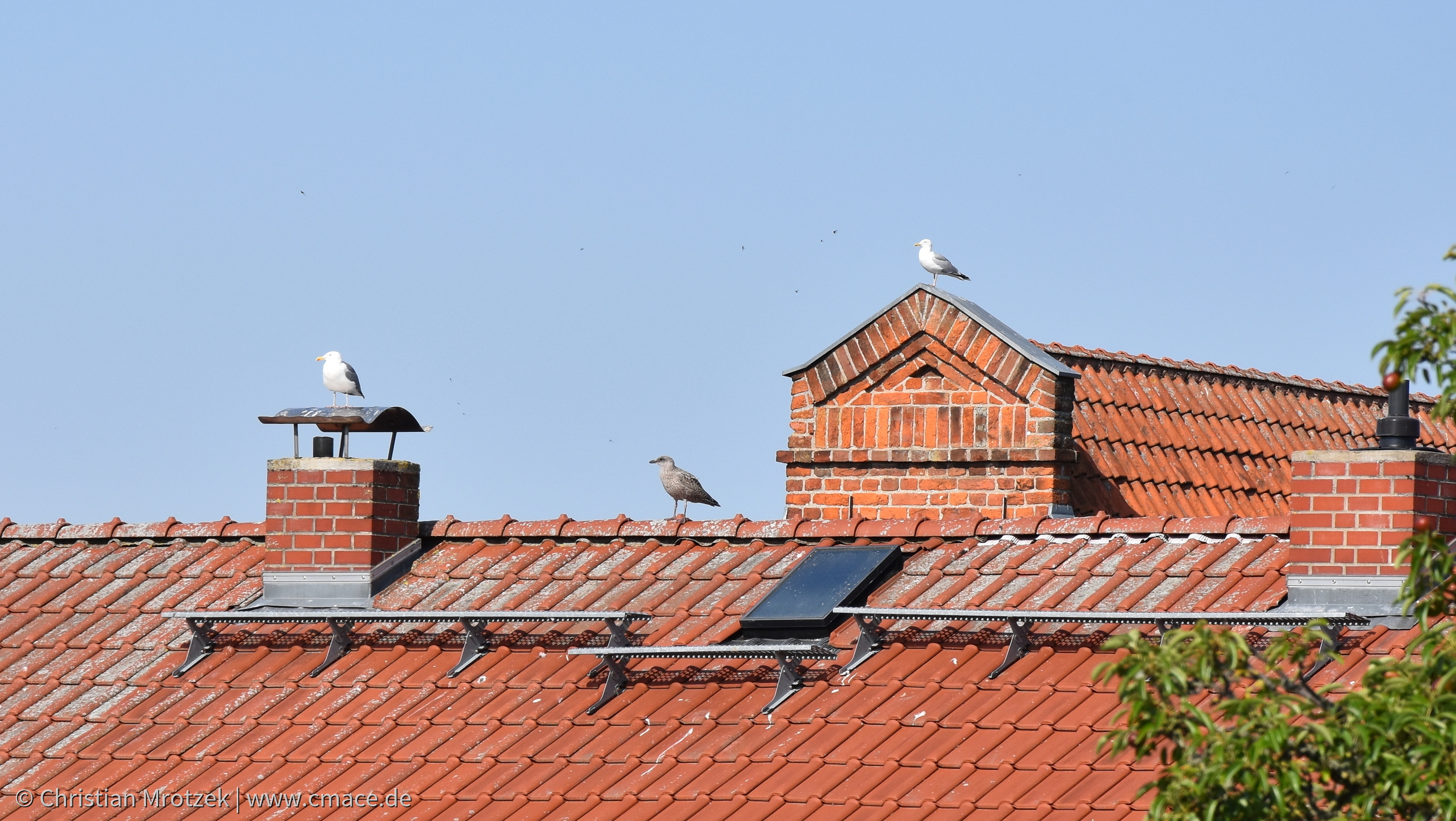 Fliegen klappt jetzt! Von Nistplatz 2 auf ein Nachbardach mit den Eltern