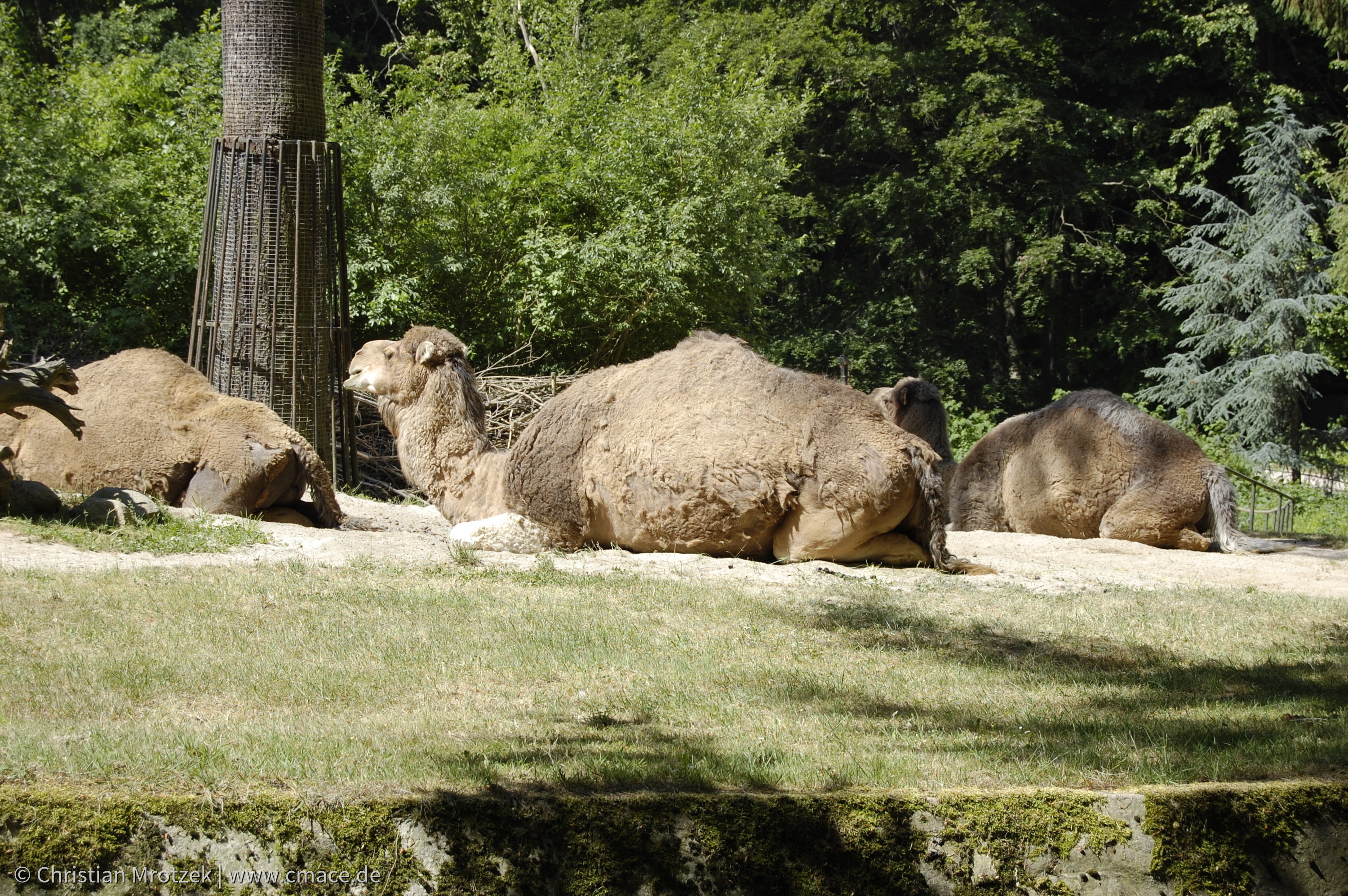 Rostock Zoo (2008)