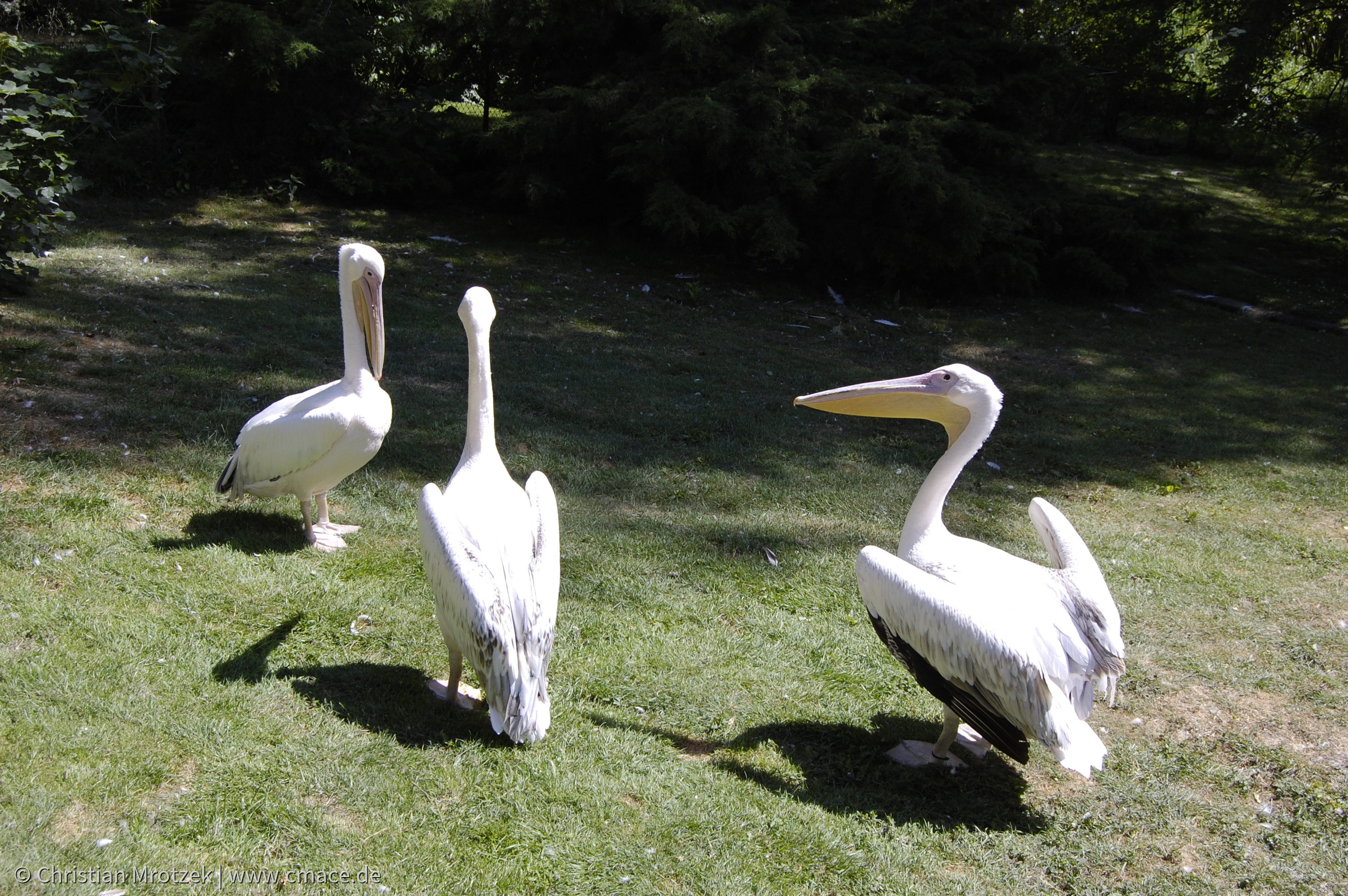 Rostock Zoo (2008)