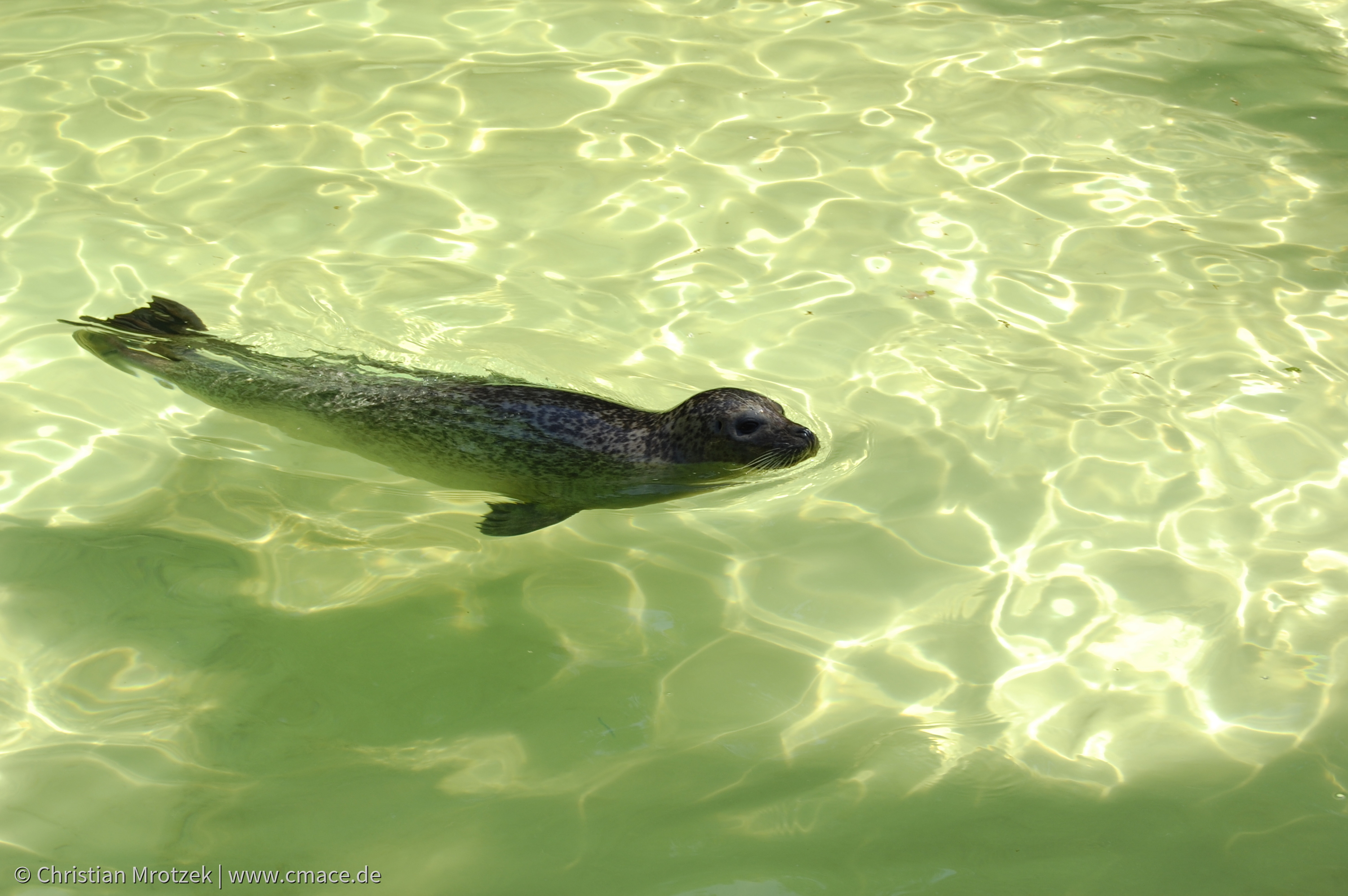 Rostock Zoo (2008)