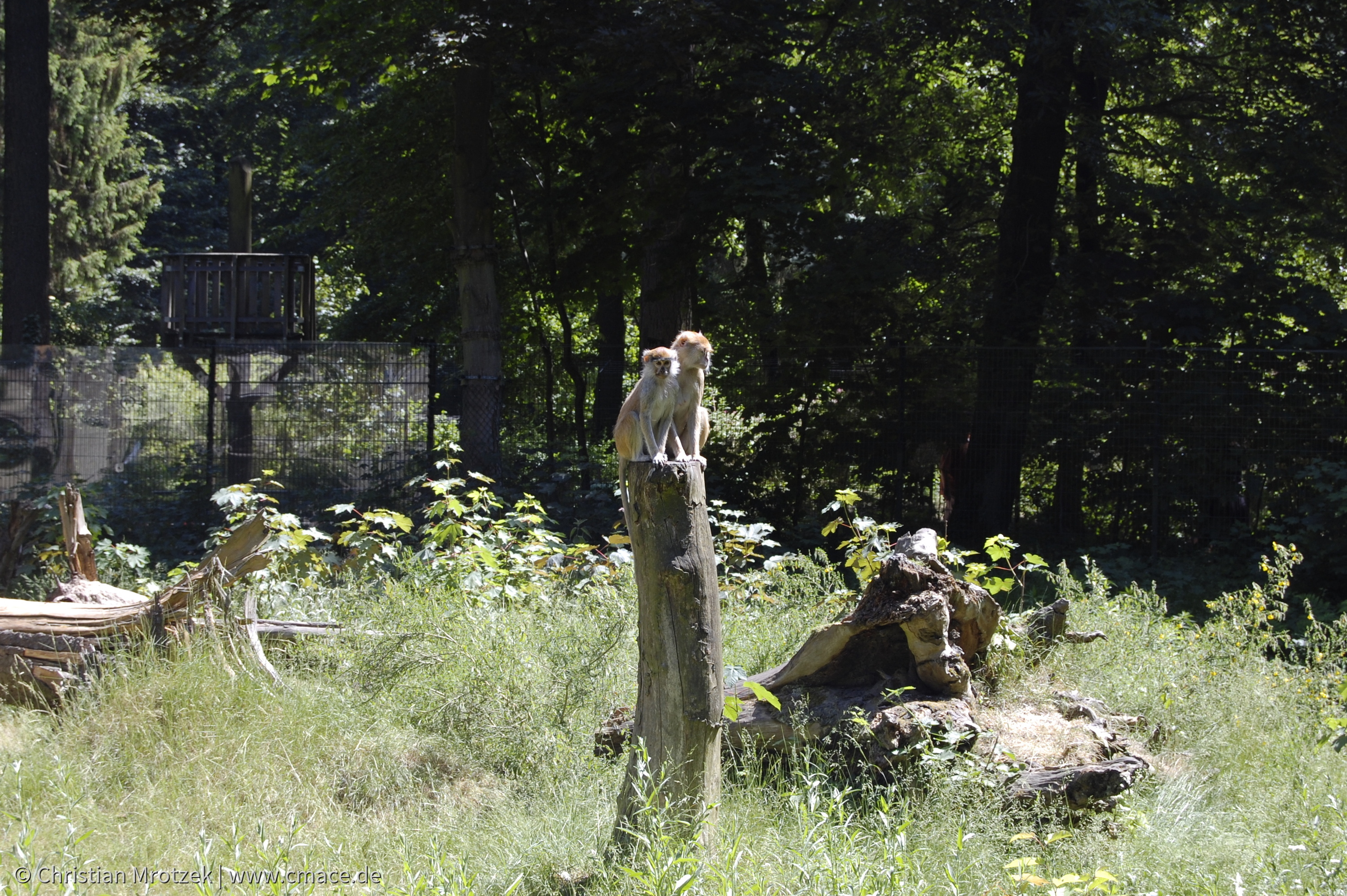 Rostock Zoo (2008)