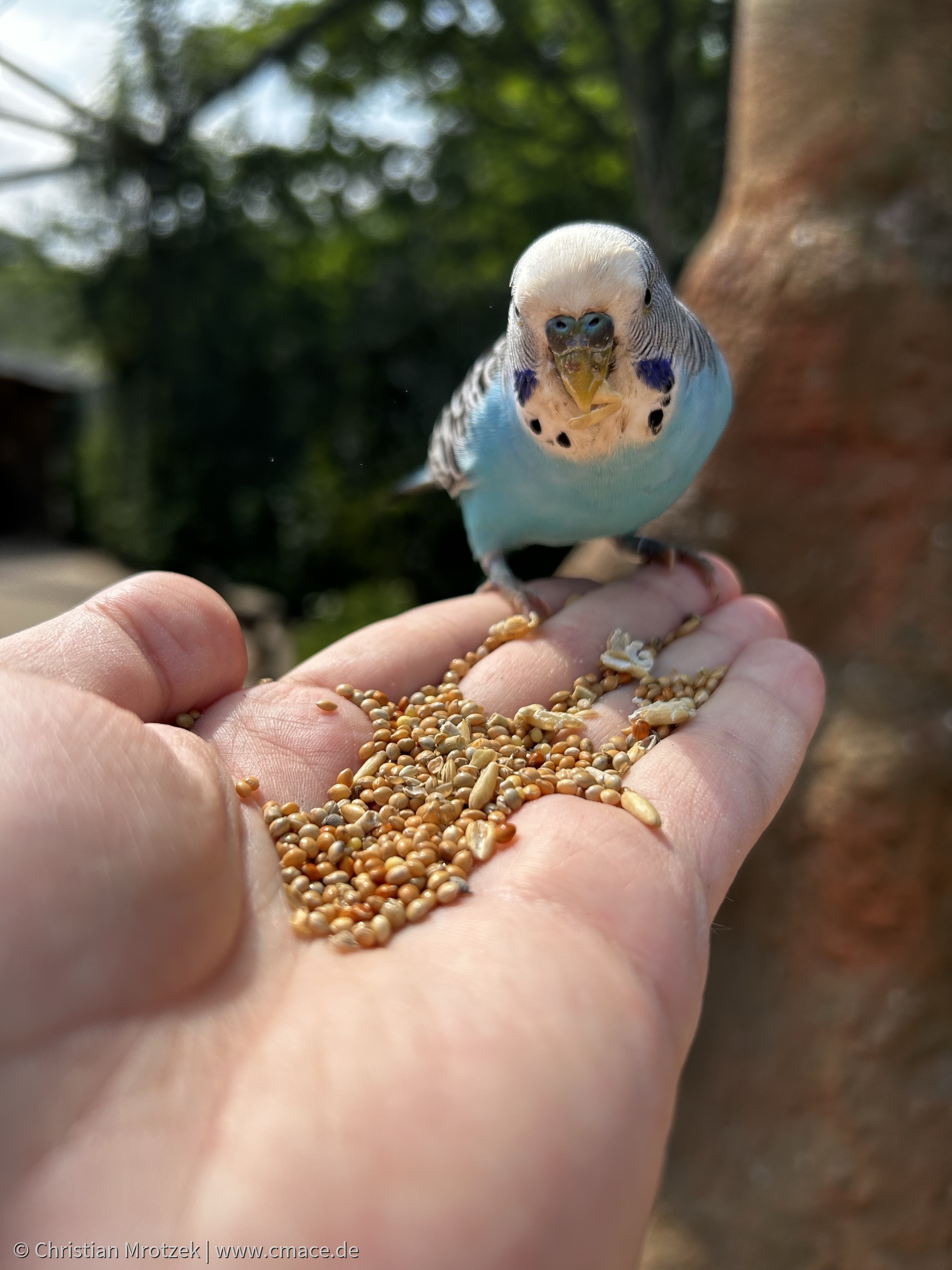 Vogelpark Marlow