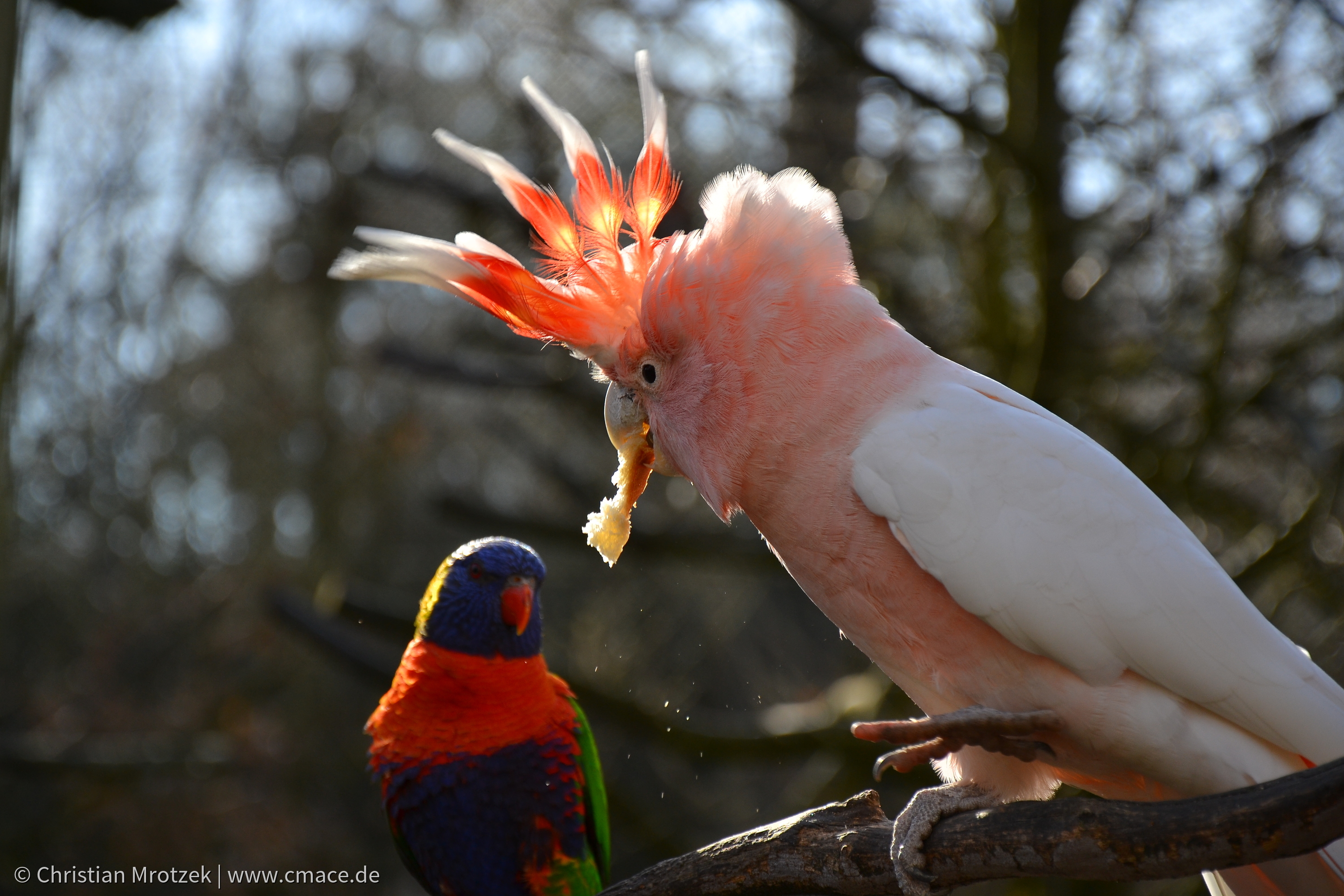 Vogelpark Marlow