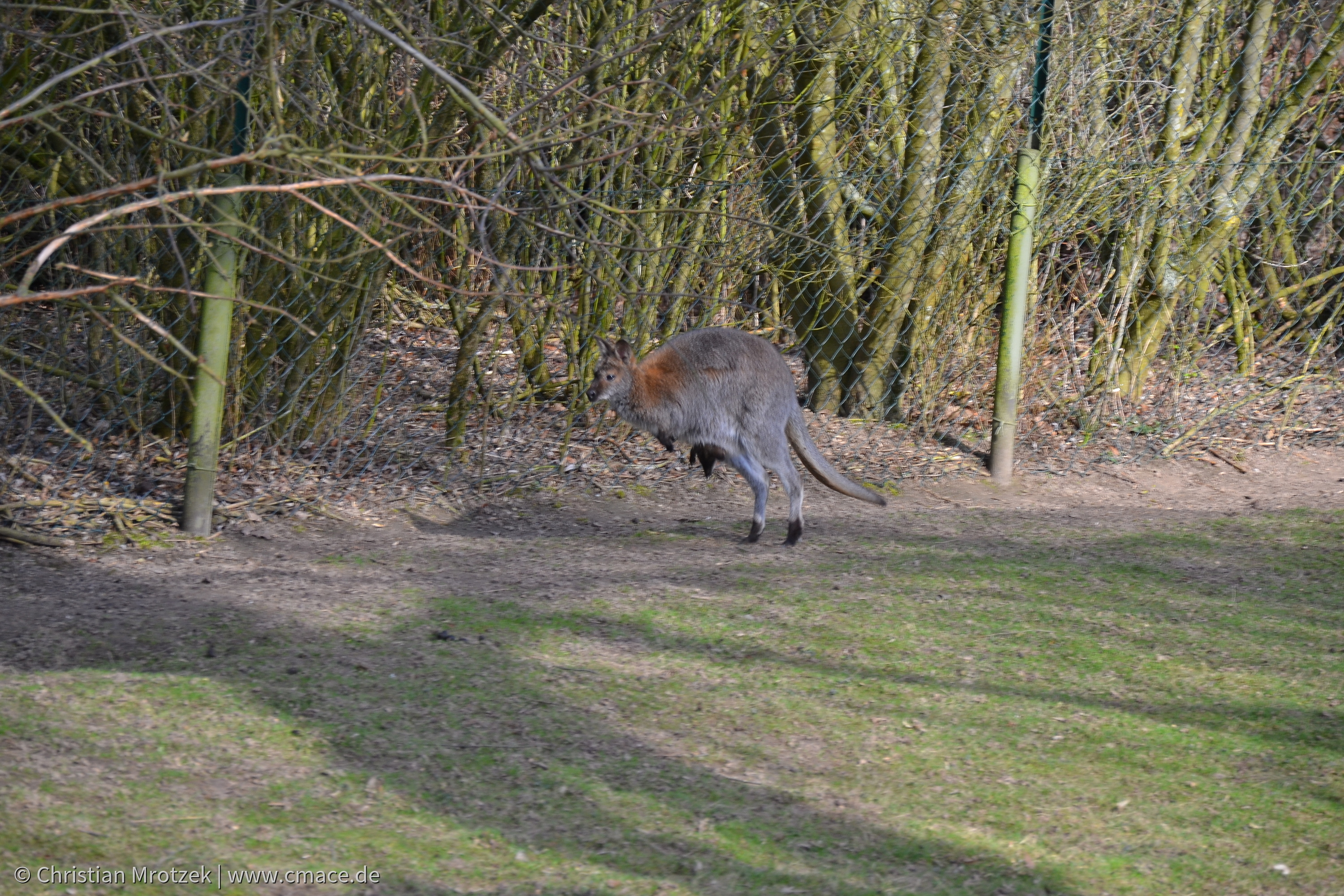 Vogelpark Marlow