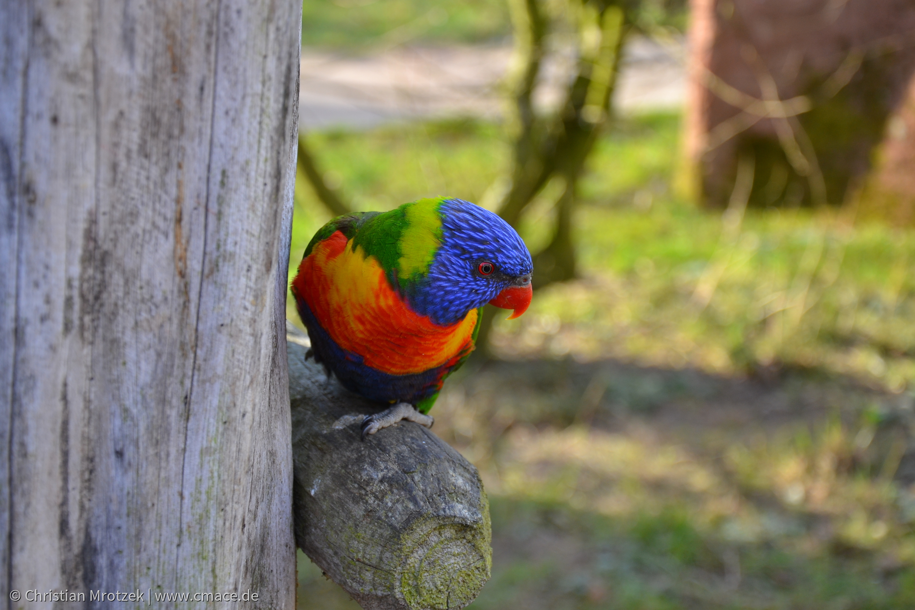 Vogelpark Marlow