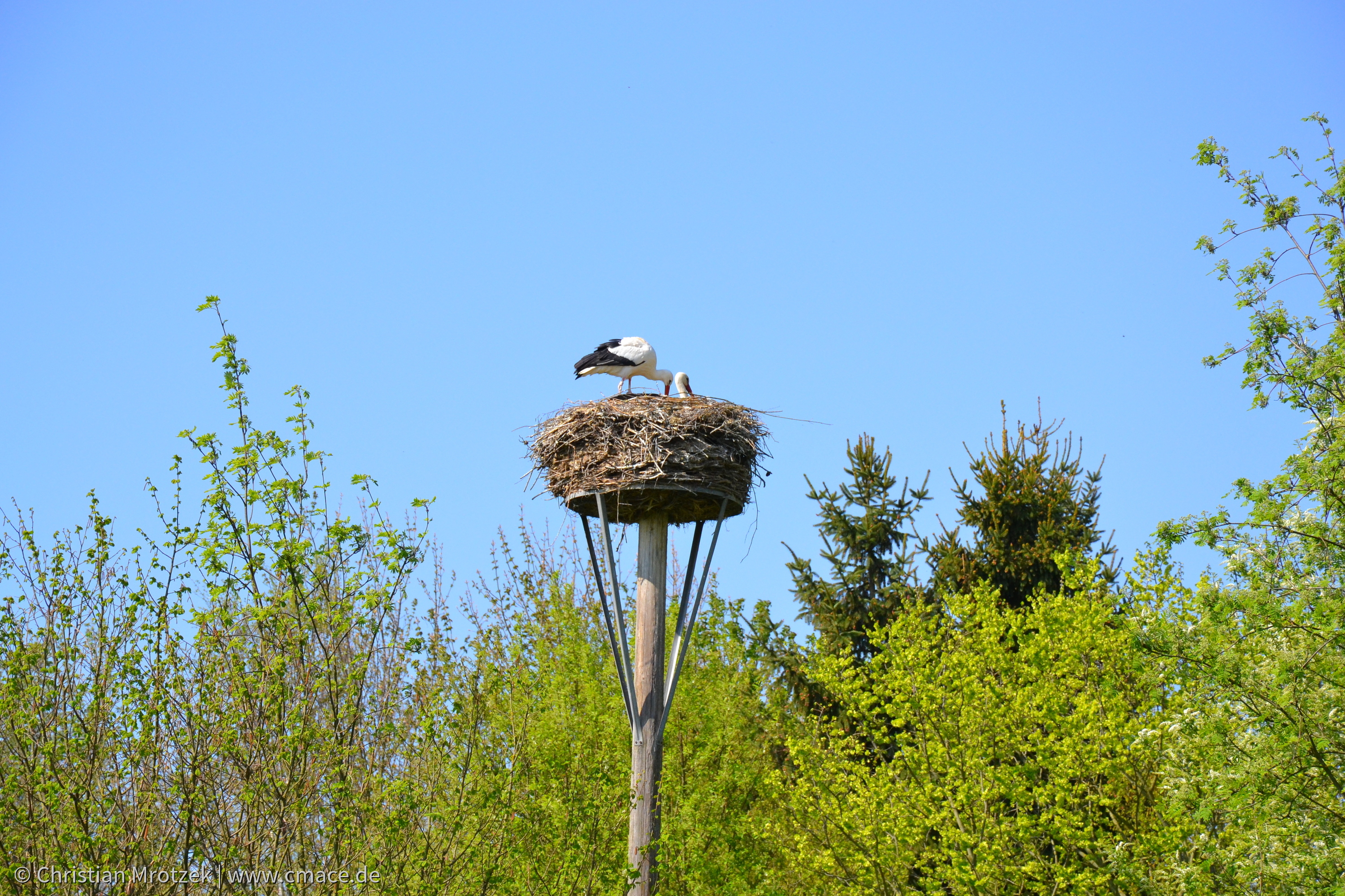 Vogelpark Marlow