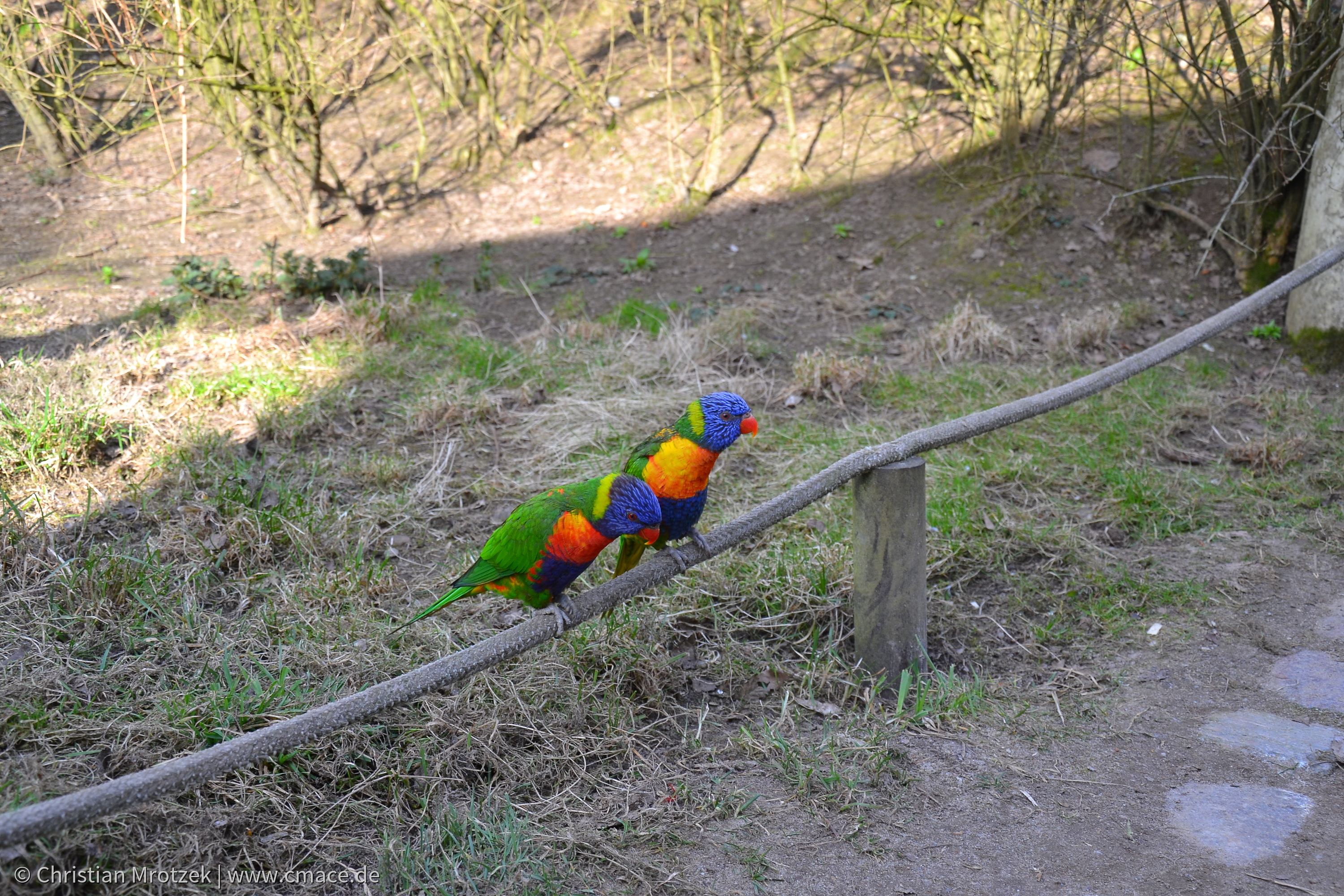 Vogelpark Marlow