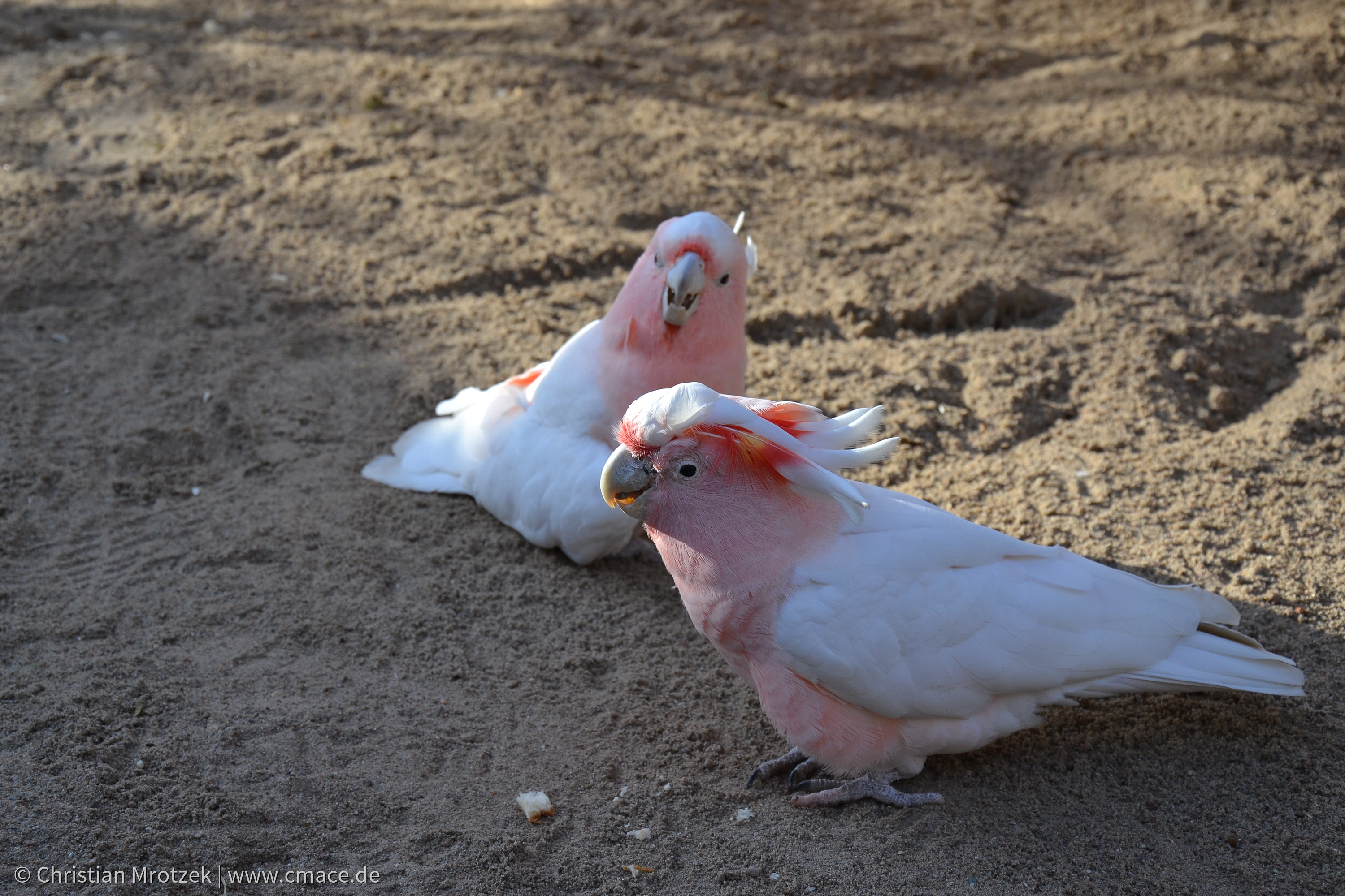 Vogelpark Marlow