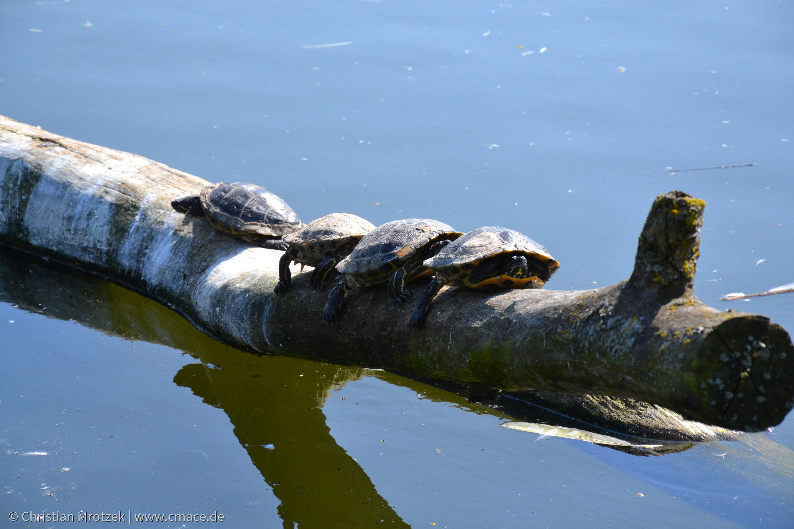 Vogelpark Marlow