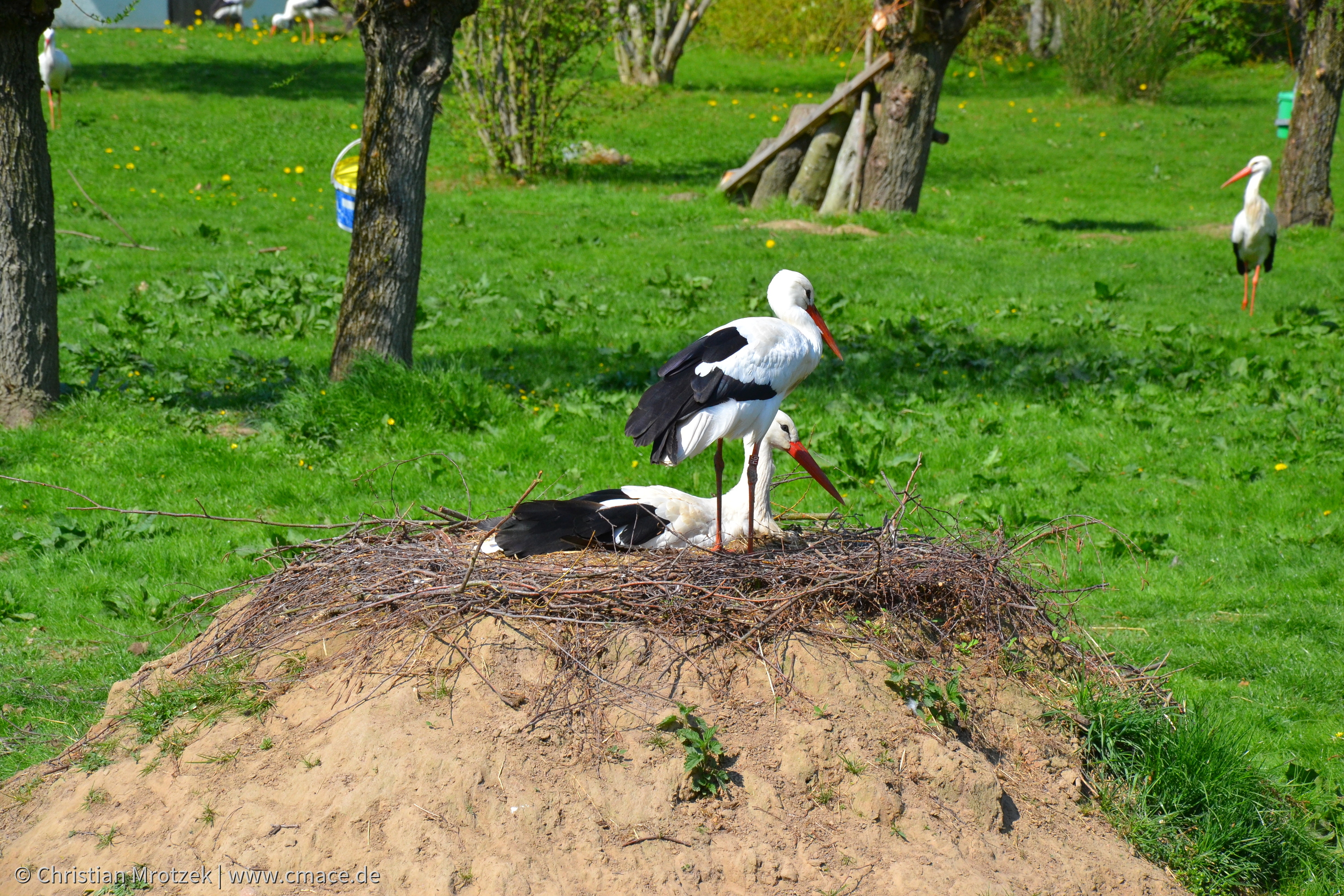 Vogelpark Marlow