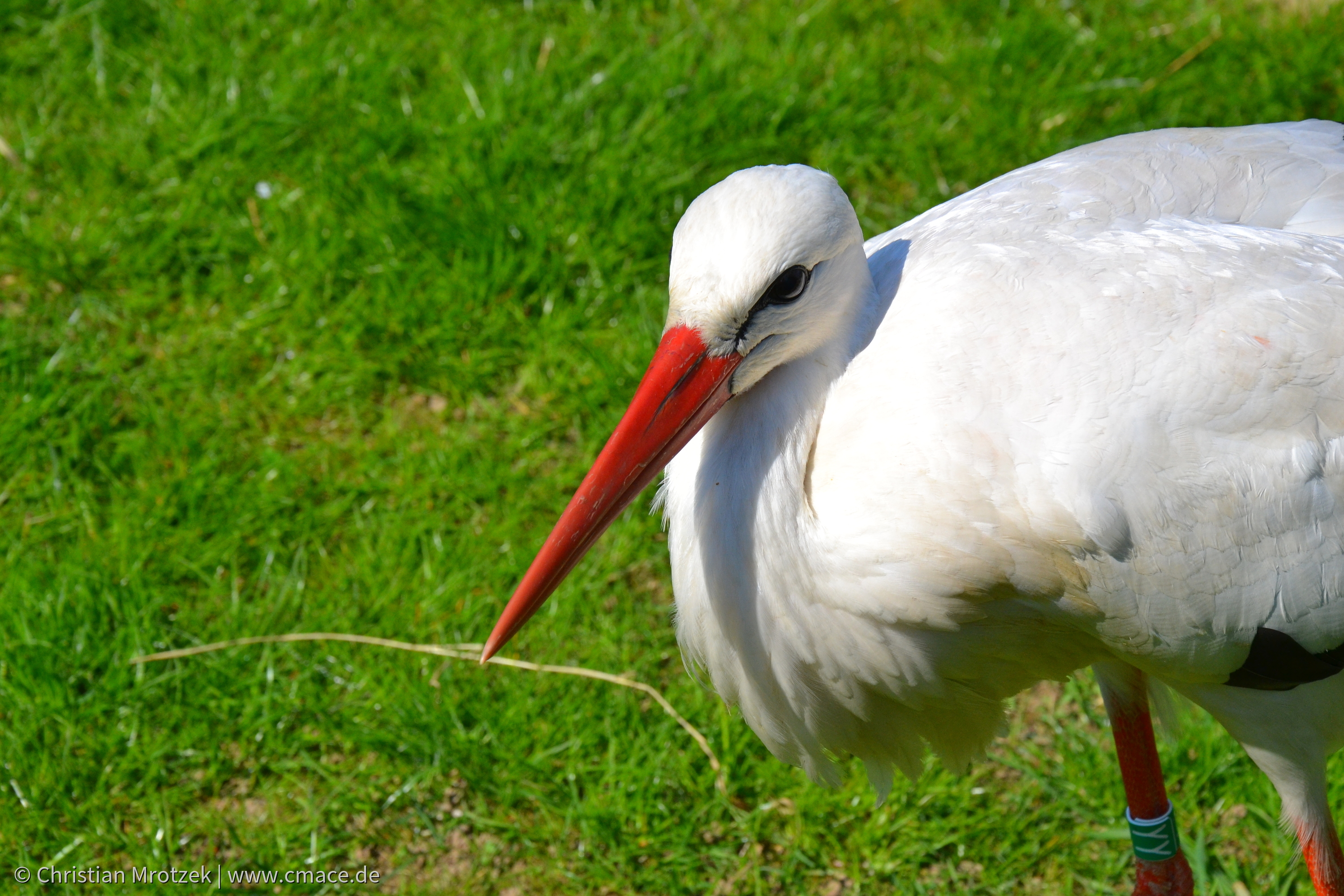 Vogelpark Marlow