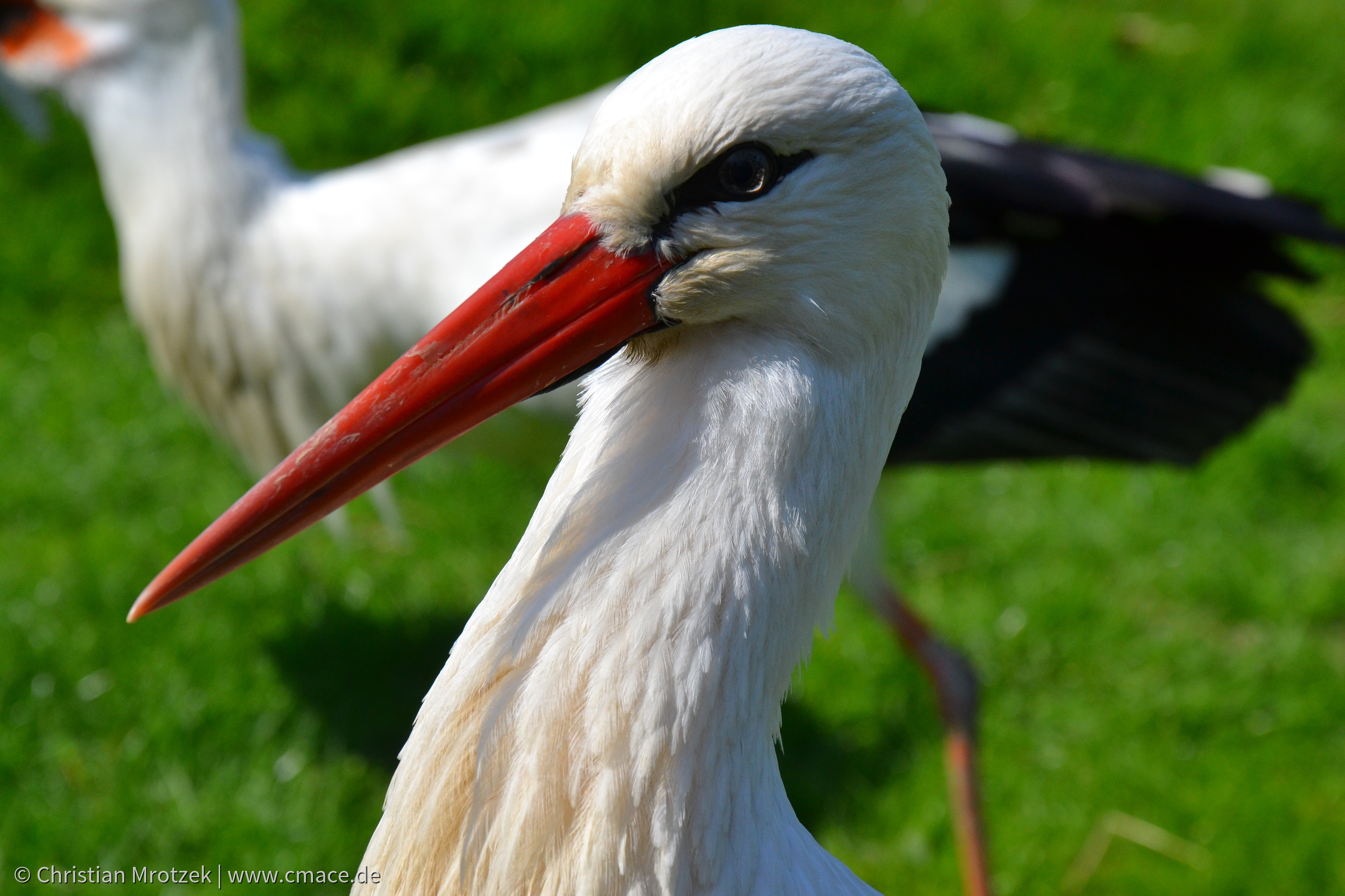 Vogelpark Marlow