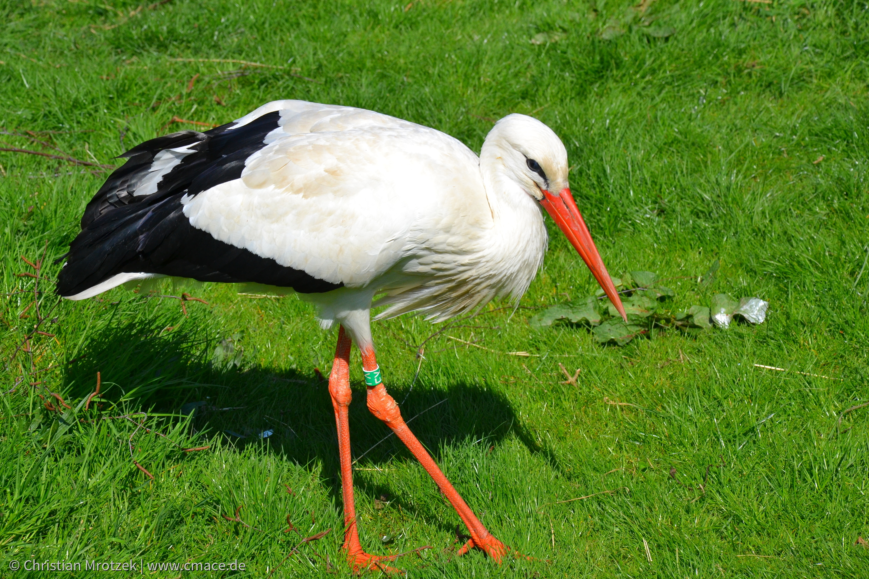 Vogelpark Marlow