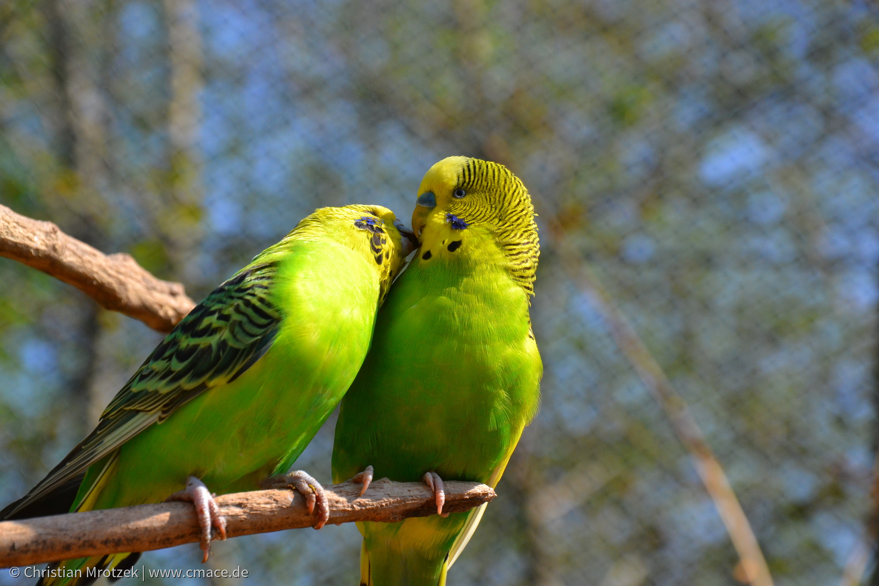 Vogelpark Marlow