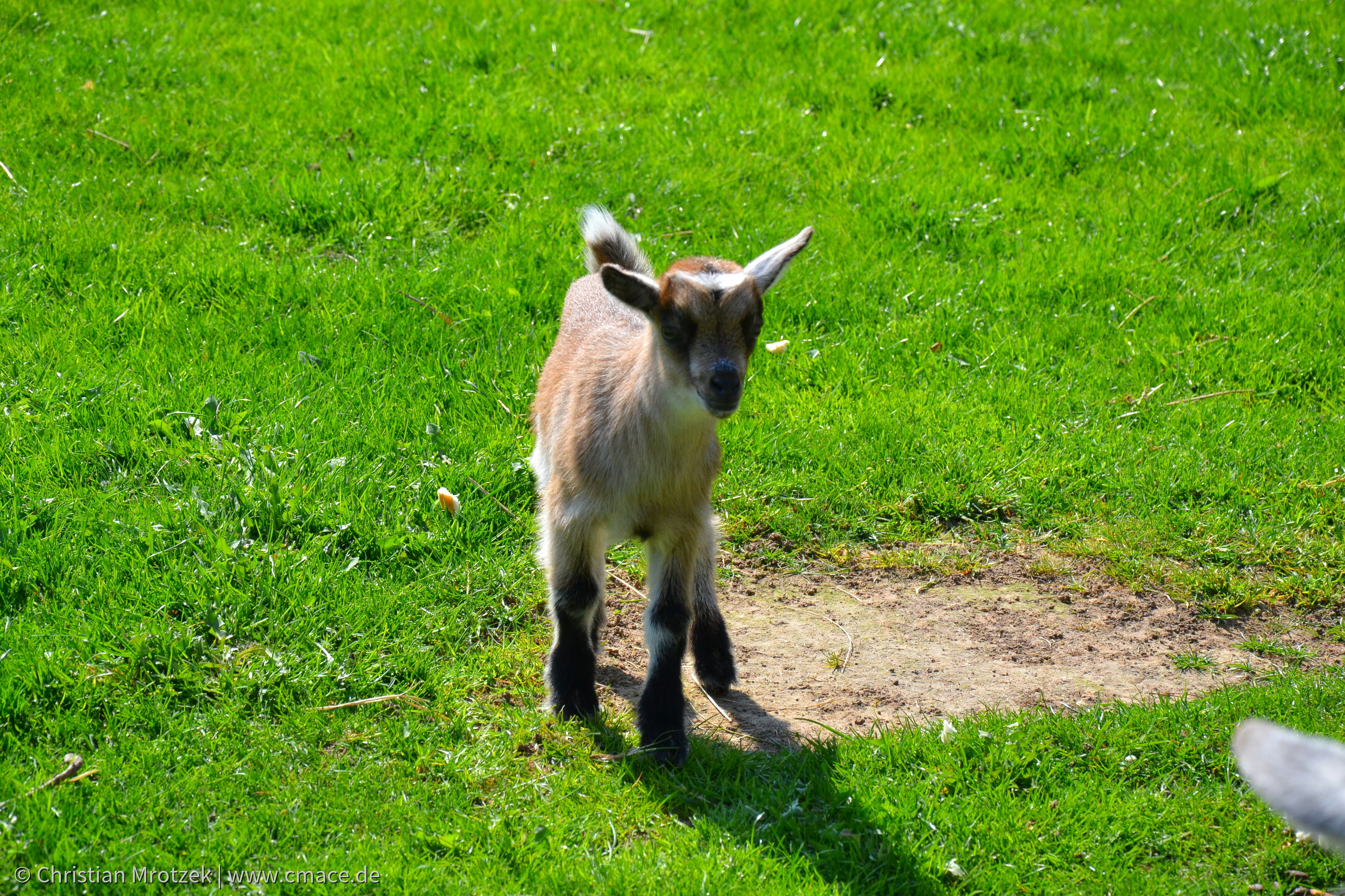 Vogelpark Marlow