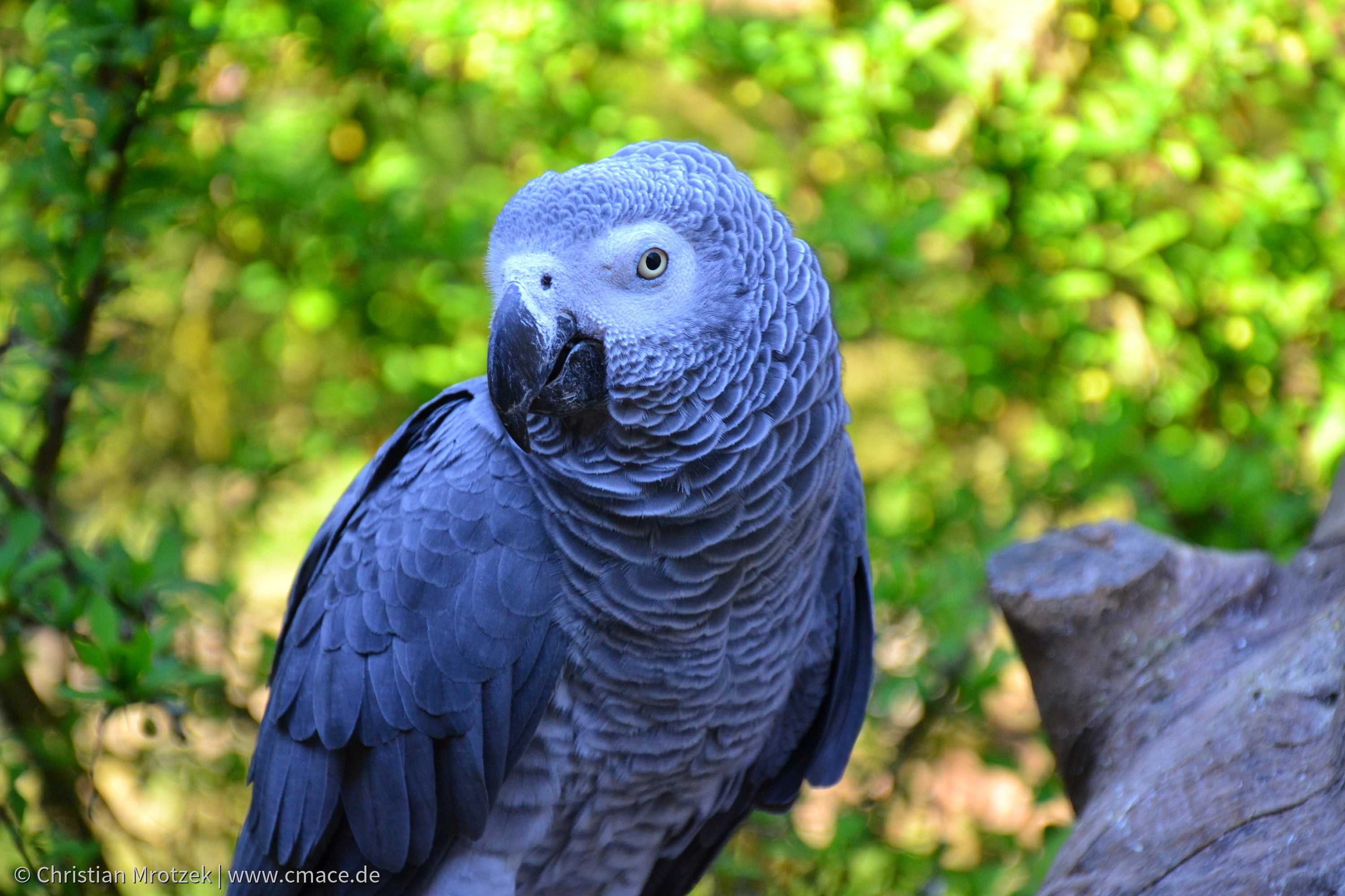 Vogelpark Marlow