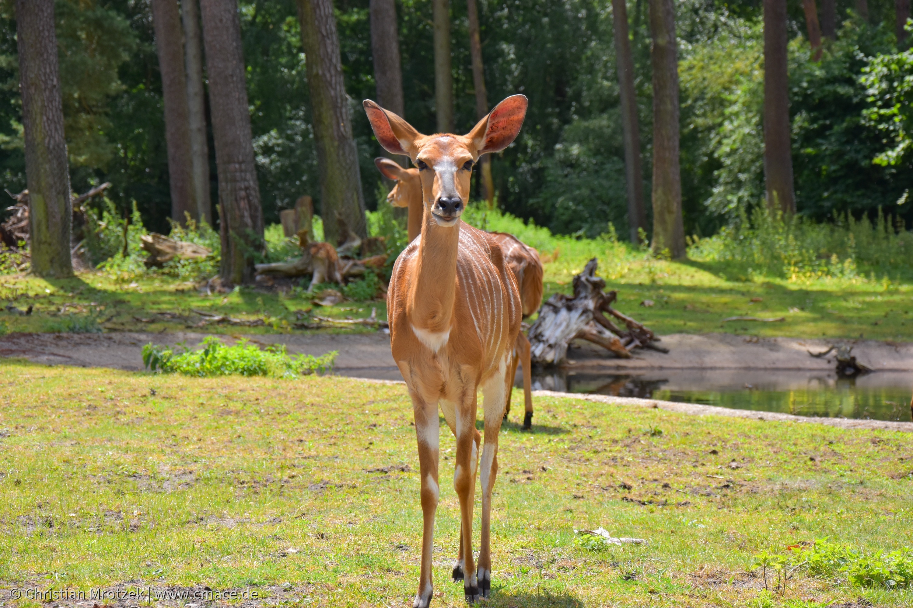 Serengeti Park (2024)