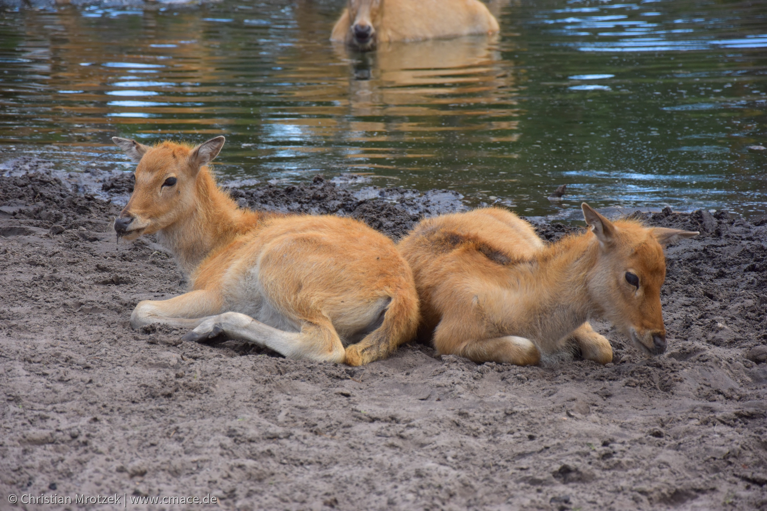 Serengeti Park (2024)