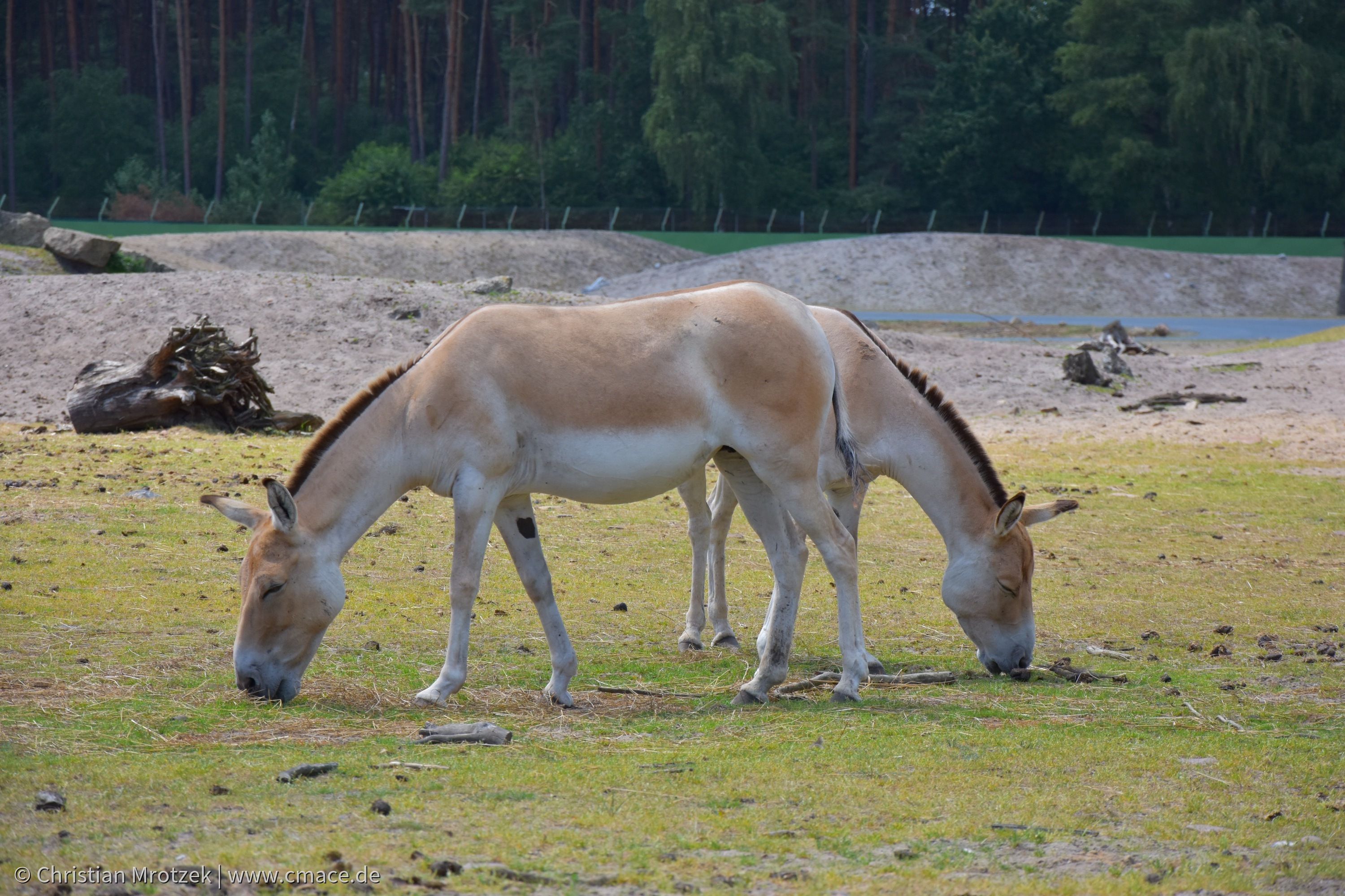 Serengeti Park (2024)