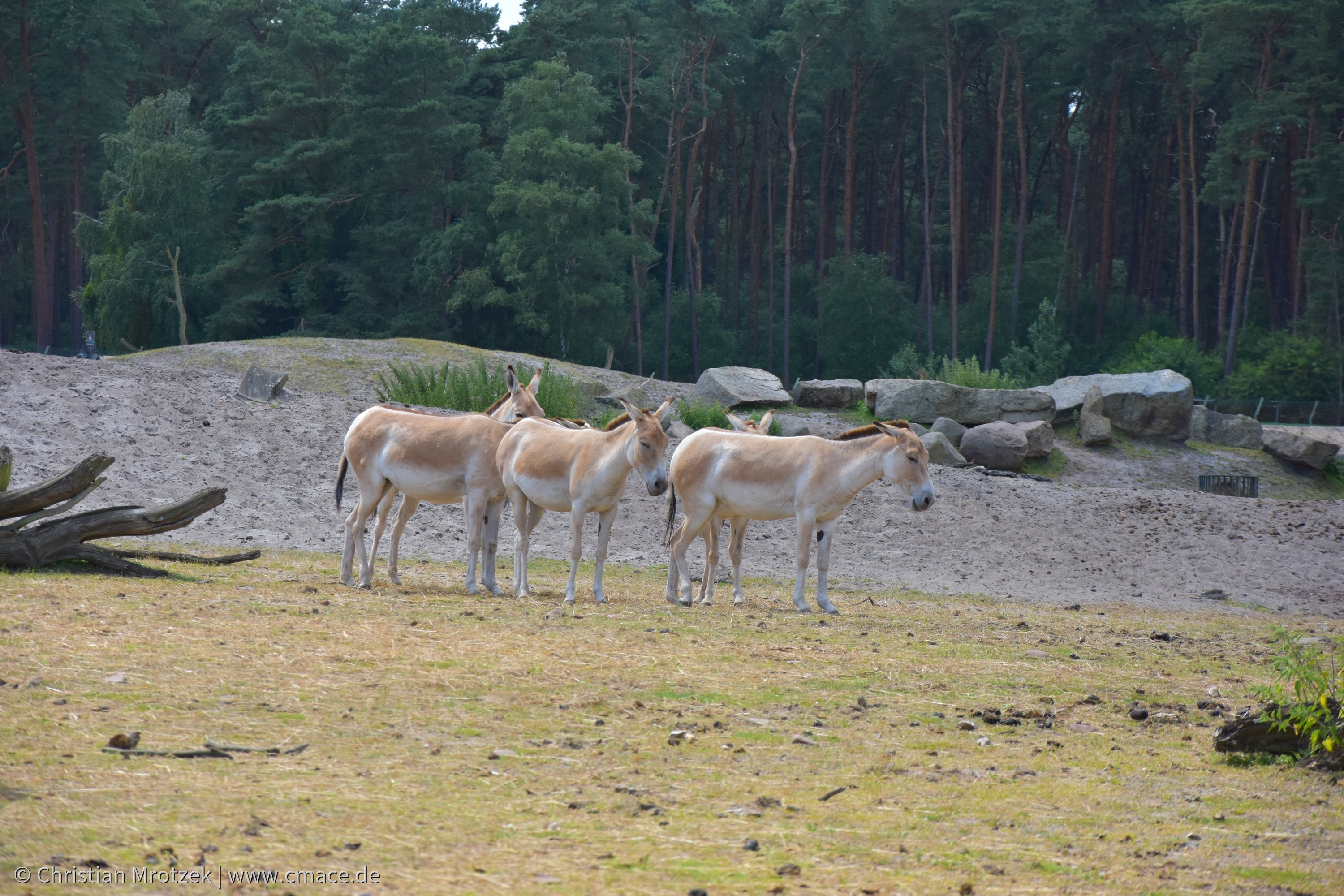 Serengeti Park (2024)