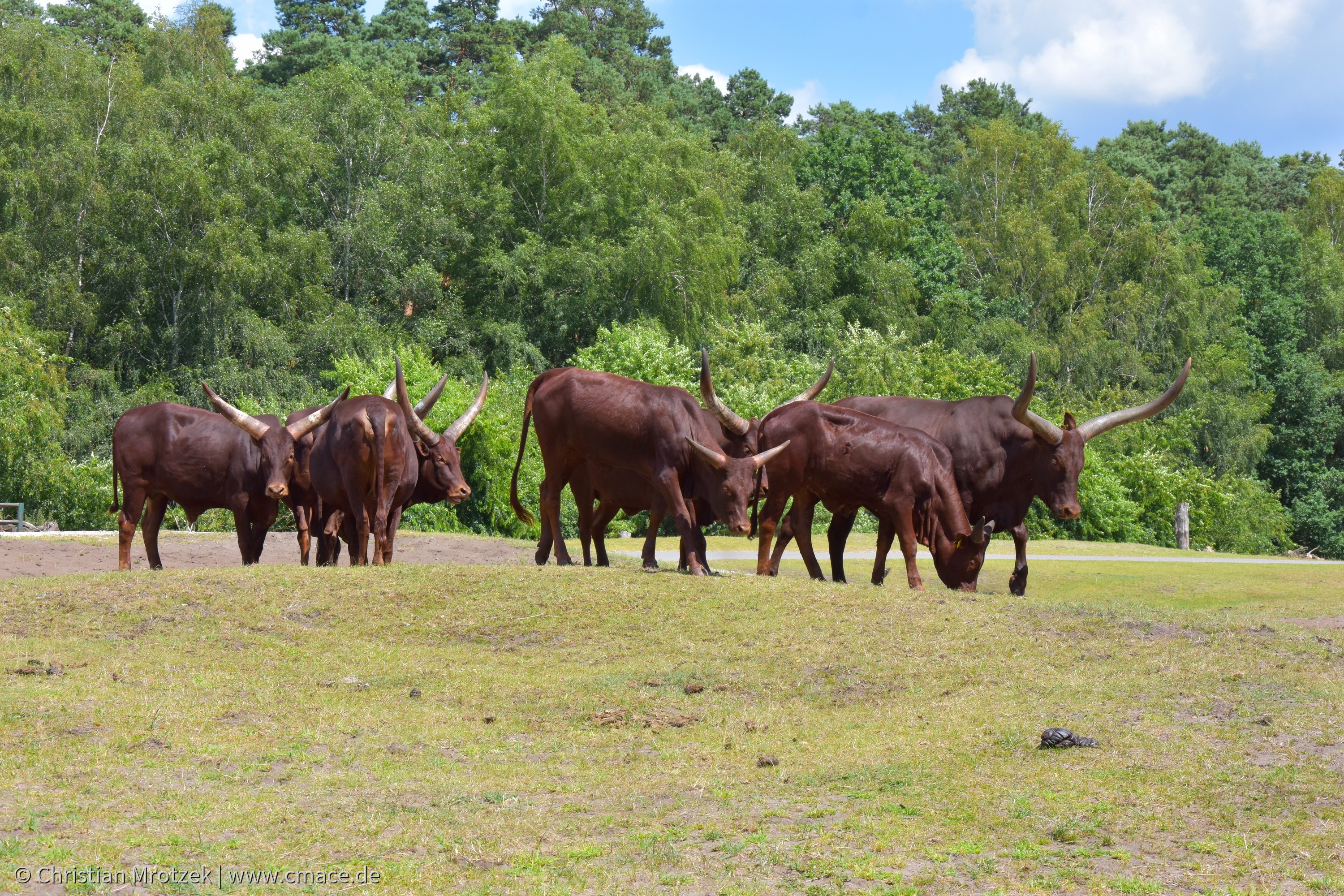 Serengeti Park (2024)