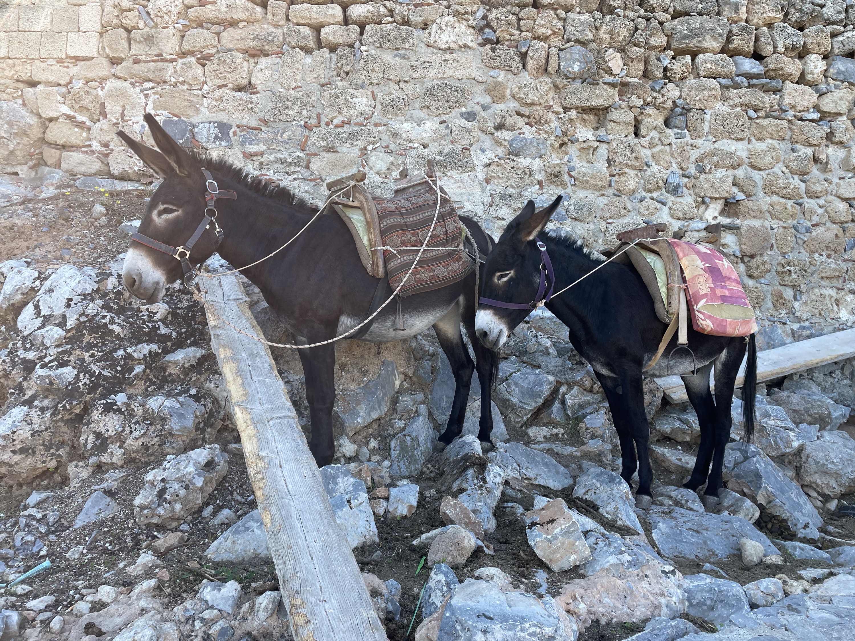 Akropolis von Lindos - Esel, welche die "faulen" Touristen den Berg hinauf bringen