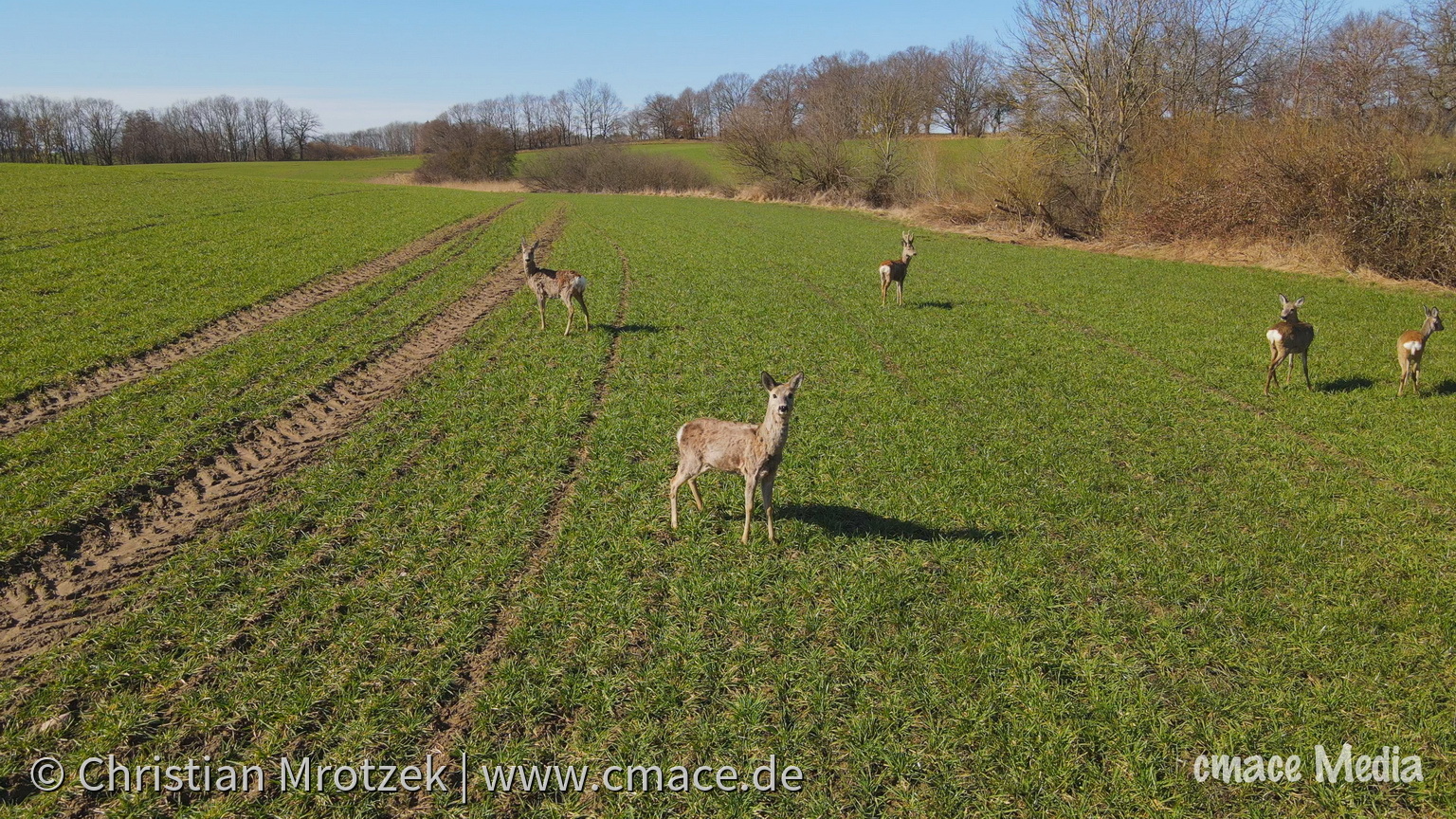 Rehe auf Rügen