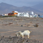 Sommerurlaub im Winter - Fuerteventura