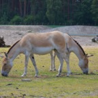 Serengeti Park (2024)