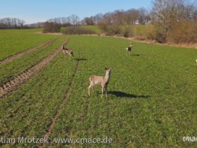 Rehe auf Rügen