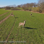 Rehe auf Rügen