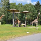 Serengeti Park (2024)